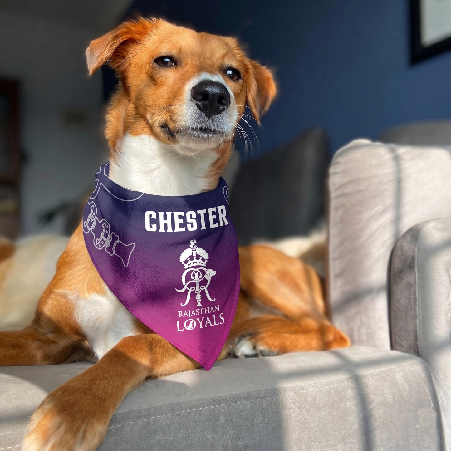 Customisable IPL Pet Bandana | IPL Cricket Rajasthan Loyals Dog Bandana