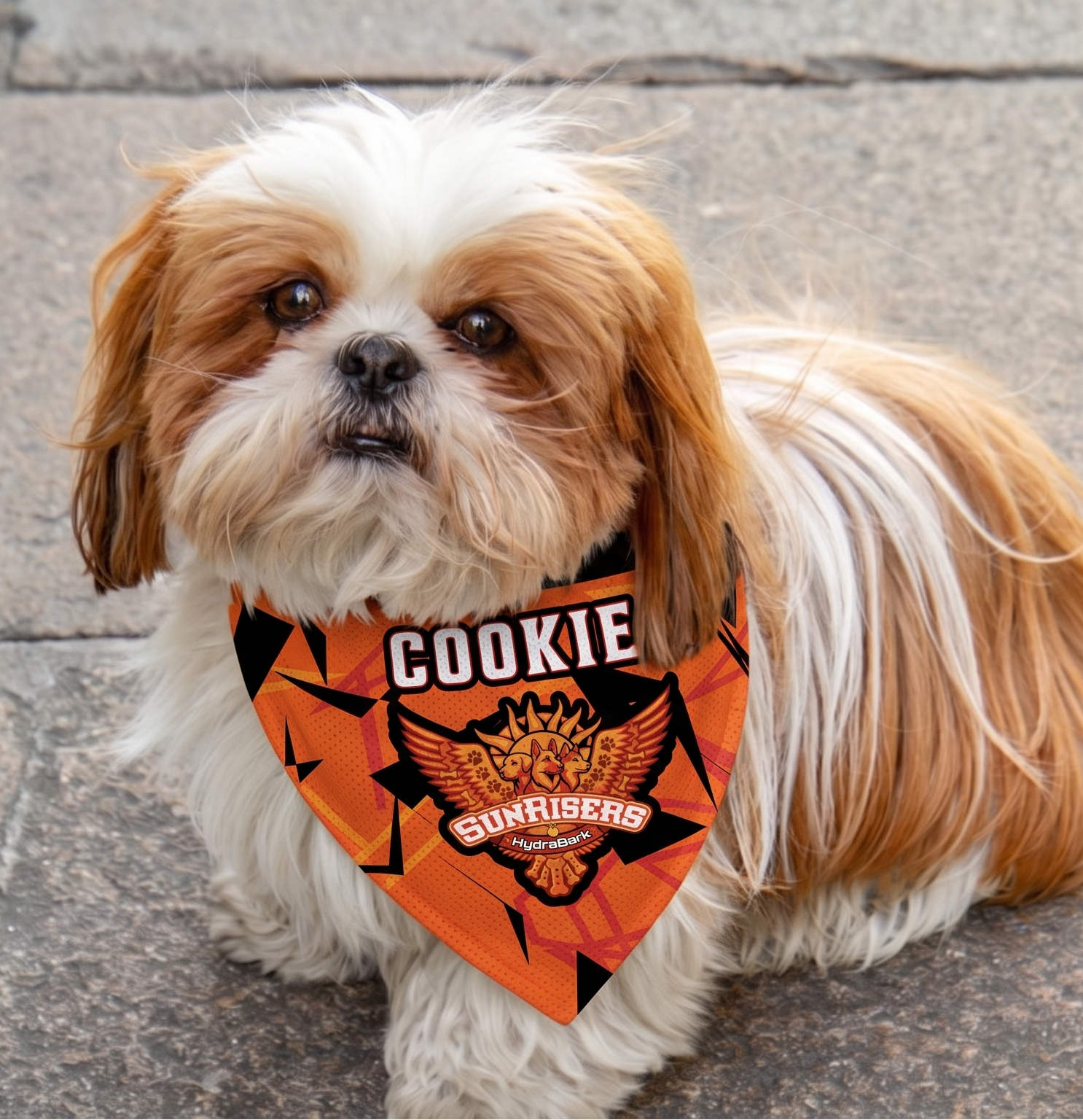 Small dog wearing an orange bandana with text on a stone pavement